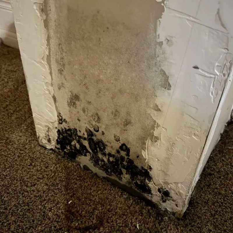 Professional Mold Removal in Claiborne County, TN